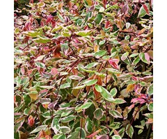 Cornus alba 'Gouchaultii' - Witte kornoelje (Kale wortel)
