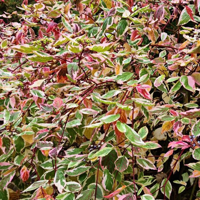 Cornus alba 'Gouchaultii' - Witte kornoelje (Kale wortel)
