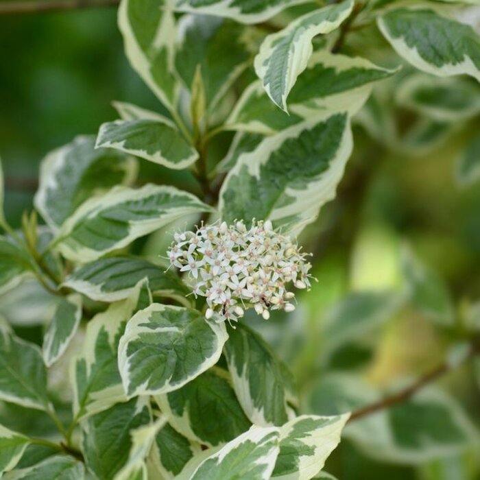 Cornus alba 'Gouchaultii' - Witte kornoelje (Kale wortel)