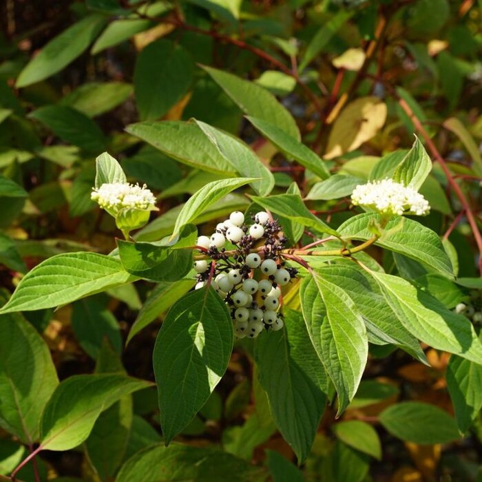 Cornus alba 'Kesselringii' - Witte kornoelje (Kale wortel)