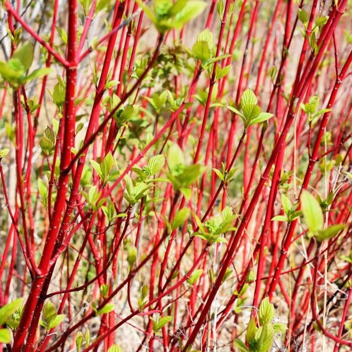 Cornus alba 'Sibirica' - Kornoelje (Kale wortel) PRE-ORDER