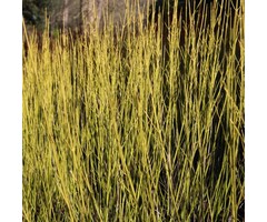 Cornus sericea 'Flaviramea' - Canadese kornoelje (Kale wortel)