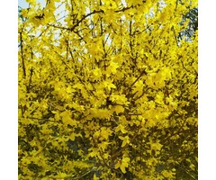 Forsythia intermedia 'Lynwood' - Chinees klokje (Kale wortel)