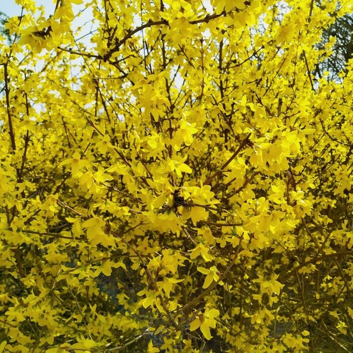 Forsythia intermedia 'Lynwood' - Chinees klokje (Kale wortel)