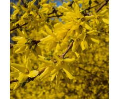 Forsythia intermedia 'Spectabilis' - Chinees klokje (Kale wortel)