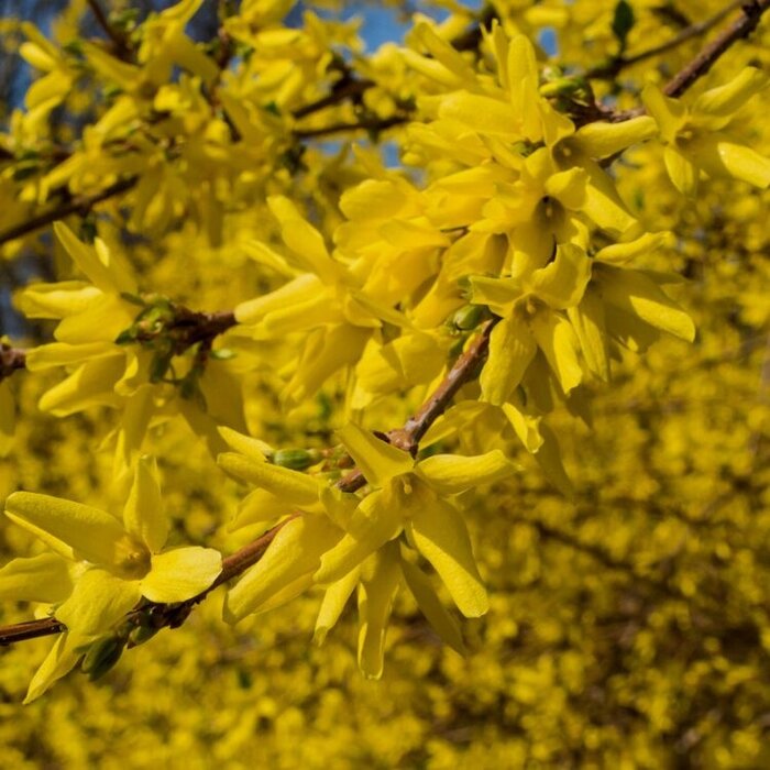 Forsythia intermedia 'Spectabilis' - Chinees klokje (Kale wortel)