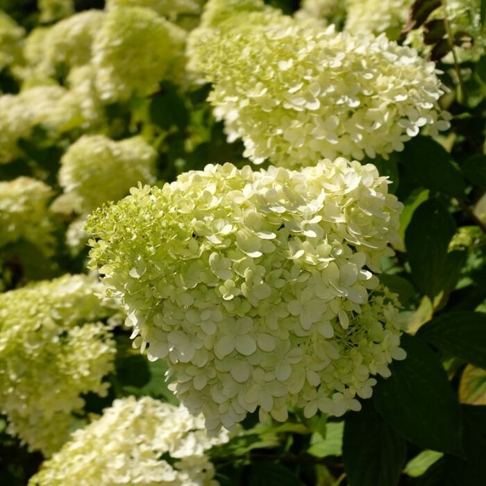 Hydrangea paniculata 'Limelight' - Pluimhortensia (Kale wortel)