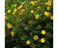 Hypericum 'Hidcote' - Hertshooi (Kale wortel)