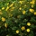 Hypericum 'Hidcote' - Hertshooi (Kale wortel) -> PRE-ORDER