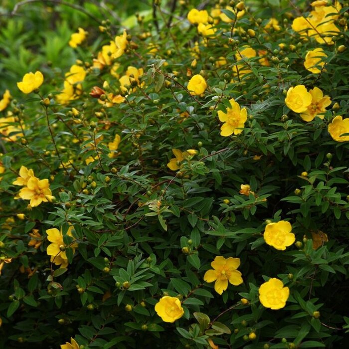 Hypericum 'Hidcote' - Hertshooi (Kale wortel)