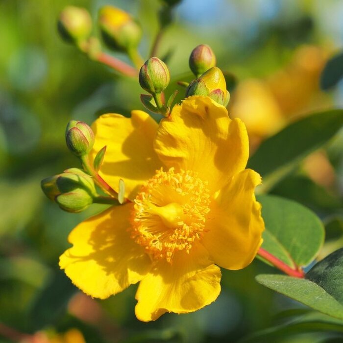 Hypericum 'Hidcote' - Hertshooi (Kale wortel) PRE-ORDER