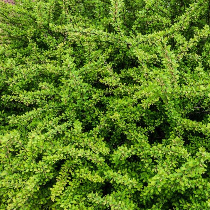 Lonicera nitida 'Elegant' - Kamperfoelie (Kale wortel)