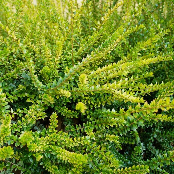 Lonicera nitida 'Elegant' - Kamperfoelie (Kale wortel)