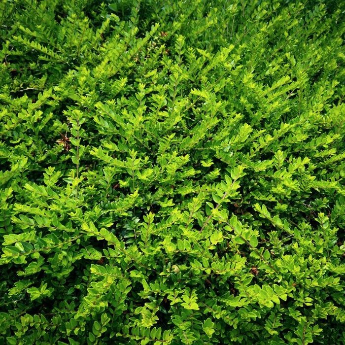 Lonicera nitida 'Maigrun' - Struikkamperfoelie (Kale wortel)