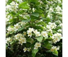 Philadelphus coronarius - Boerenjasmijn (Kale wortel)