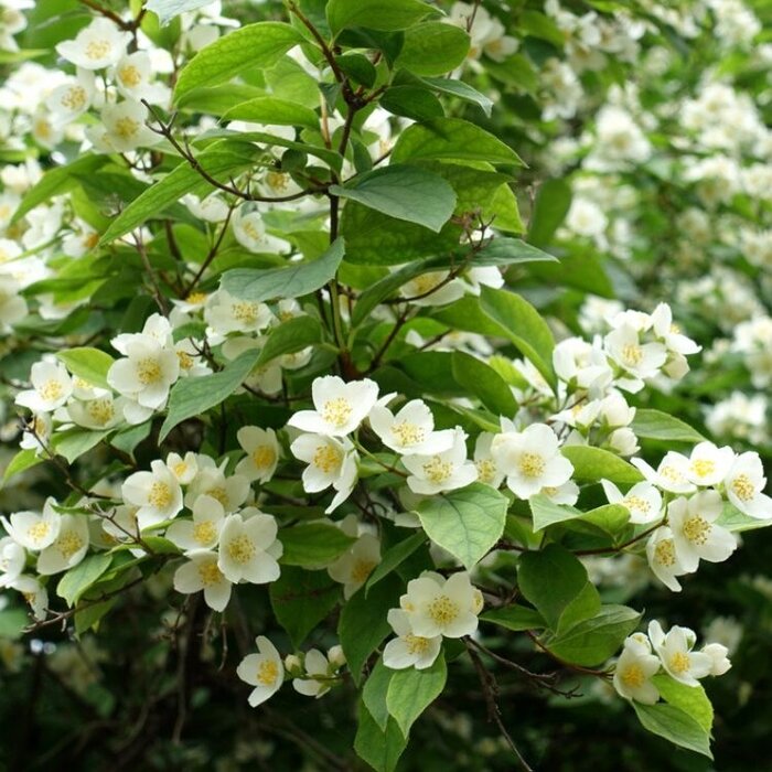 Philadelphus coronarius - Boerenjasmijn (Kale wortel)