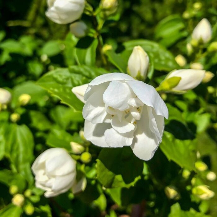Philadelphus 'Virginal' - Boerenjasmijn (Kale wortel)