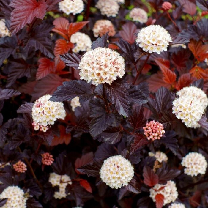 Physocarpus opulifolius 'Diabolo' - Blaasspirea (Kale wortel)