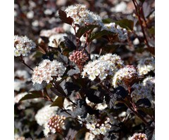Physocarpus opulifolius 'Red Baron' - Blaasspirea (Kale wortel)