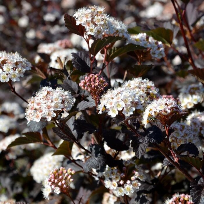 Physocarpus opulifolius 'Red Baron' - Blaasspirea (Kale wortel) PRE-ORDER