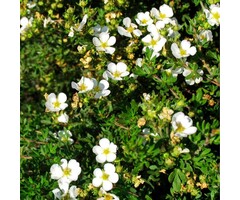 Potentilla fruticosa 'Abbotswood' - Ganzerik (Kale wortel)