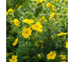 Potentilla fruticosa 'Goldfinger' - Ganzerik (Kale wortel)