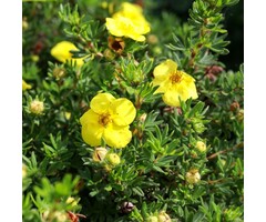 Potentilla fruticosa 'Goldteppich' - Ganzerik (Kale wortel)