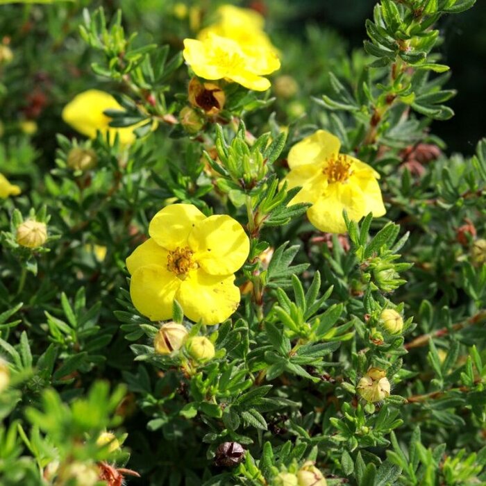 Potentilla fruticosa 'Goldteppich' - Ganzerik (Kale wortel)