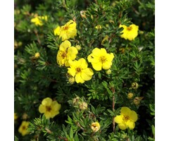 Potentilla fruticosa 'Kobold' - Ganzerik (Kale wortel)