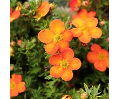 Potentilla fruticosa 'Red Ace' - Ganzerik (Kale wortel)