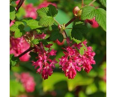 Ribes sanguineum 'King Edward VII' - Rode ribes (Kale wortel)