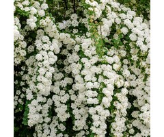 Spiraea arguta - Spierstruik (Kale wortel)