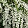 Spirea arguta - Spierstruik (Kale wortel) -> PRE-ORDER