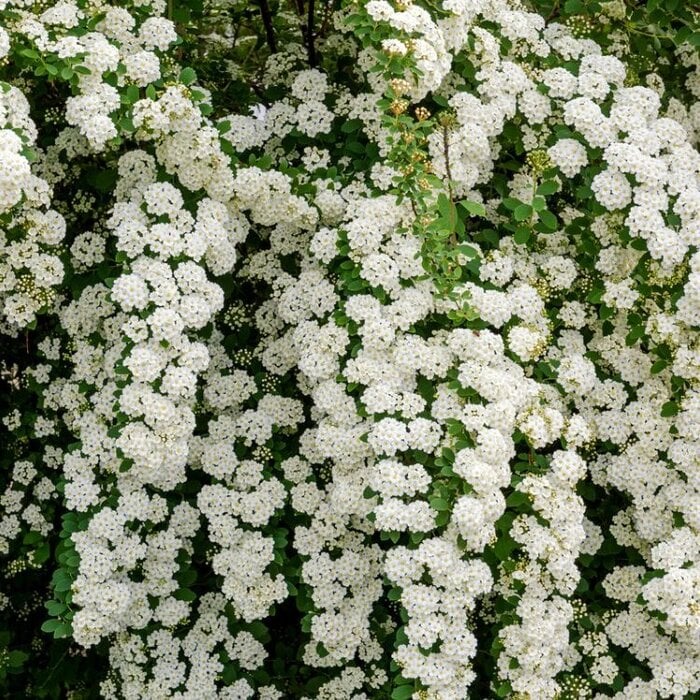 Spirea arguta - Spierstruik (Kale wortel) PRE-ORDER