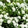 Spirea betulifolia 'Tor' - Spierstruik (Kale wortel) -> PRE-ORDER