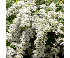 Spiraea cinerea 'Grefsheim' - Spierstruik (Kale wortel)