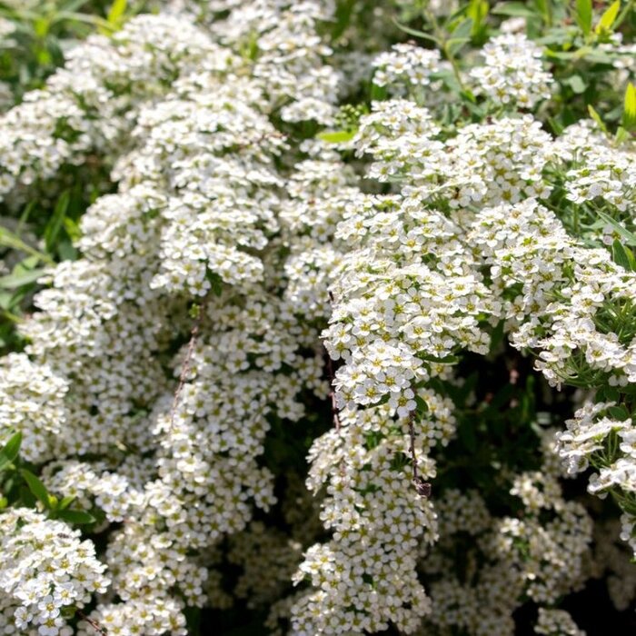 Spirea cinerea 'Grefsheim' - Spierstruik (Kale wortel) PRE-ORDER
