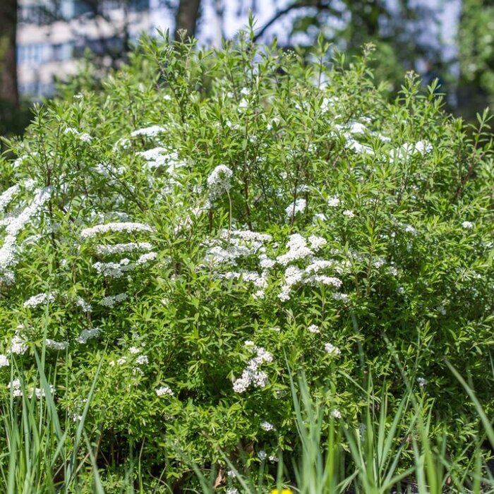 Spirea cinerea 'Grefsheim' - Spierstruik (Kale wortel) PRE-ORDER