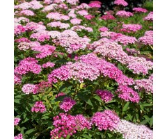 Spiraea japonica 'Anthony Waterer' - Spierstruik (Kale wortel)