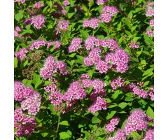 Spiraea japonica  'Little Princess' - Spierstruik (Kale wortel)