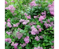 Spirea japonica 'Manon' - Spierstruik (Kale wortel)