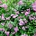 Spirea japonica 'Manon' - Spierstruik (Kale wortel) PRE-ORDER