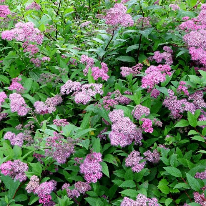 Spirea japonica 'Manon' - Spierstruik (Kale wortel) PRE-ORDER