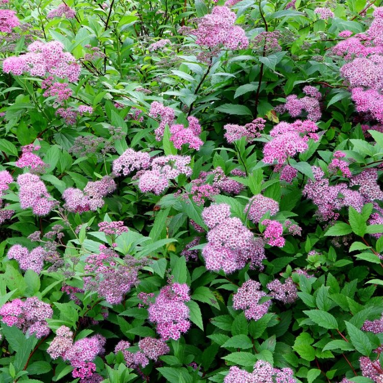 Spirea japonica 'Manon' - Spierstruik (Kale wortel) PRE-ORDER