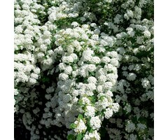 Spiraea nipponica 'Snowmound' - Spierstruik (Kale wortel)