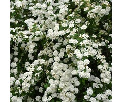 Spiraea vanhouttei - Spierstruik (Kale wortel)