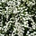 Spirea vanhouttei - Spierstruik (Kale wortel) -> PRE-ORDER