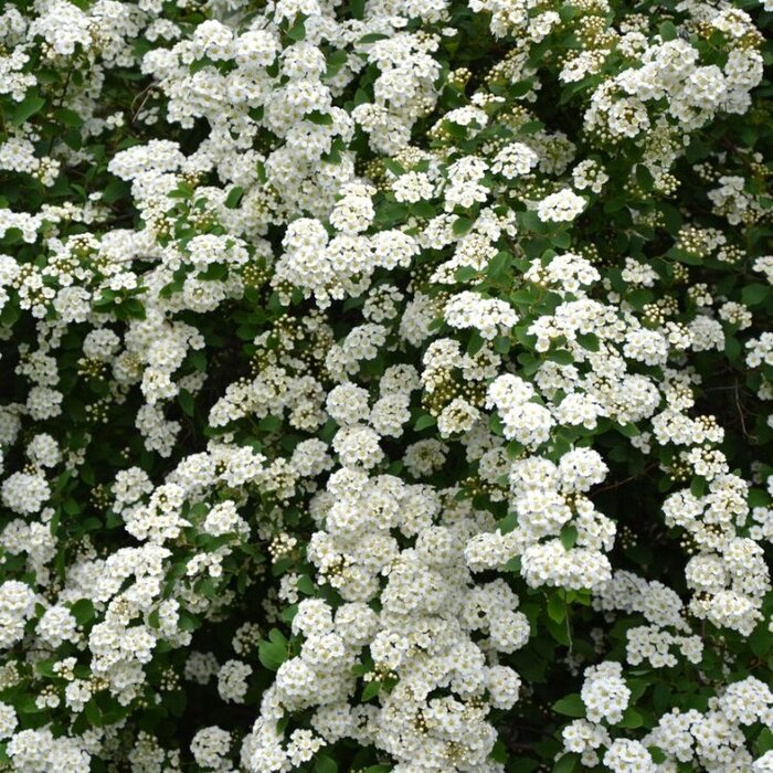 Spirea vanhouttei - Spierstruik (Kale wortel) PRE-ORDER