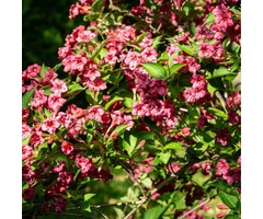 Weigela 'Bristol Ruby' - Weigela (Kale wortel)