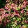 Weigela 'Bristol Ruby' - Weigela (Kale wortel) -> PRE-ORDER